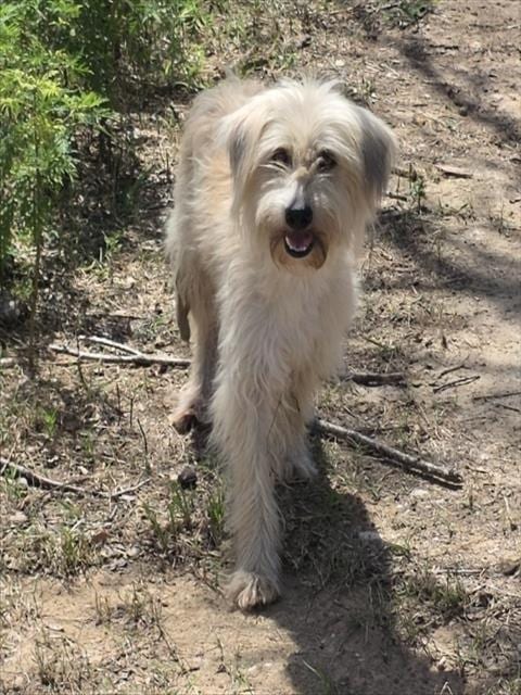 Photo of Melissa, adoptable Sheep Dog in Conroe, Texas