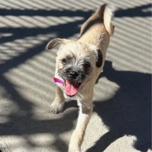 Photo of Midge, adoptable Pug in Aurora, Colorado