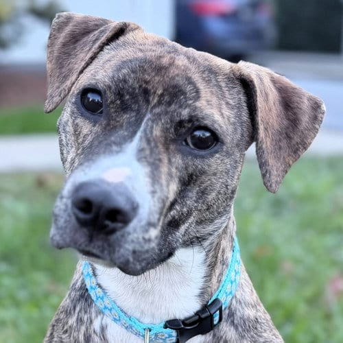 Photo of Squeakers, adoptable Pit Bull Terrier in Framingham, Massachusetts