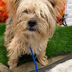 Photo of Jauq, adoptable Yorkie, Yorkshire Terrier in Porterville, California