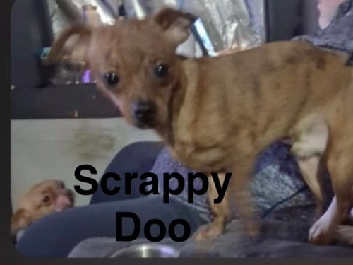 Photo of Scrappy Doo, adoptable Chihuahua in Topeka, Kansas