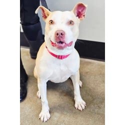 Photo of Summer, adoptable Mixed Breed (Medium) in Georgetown, Delaware
