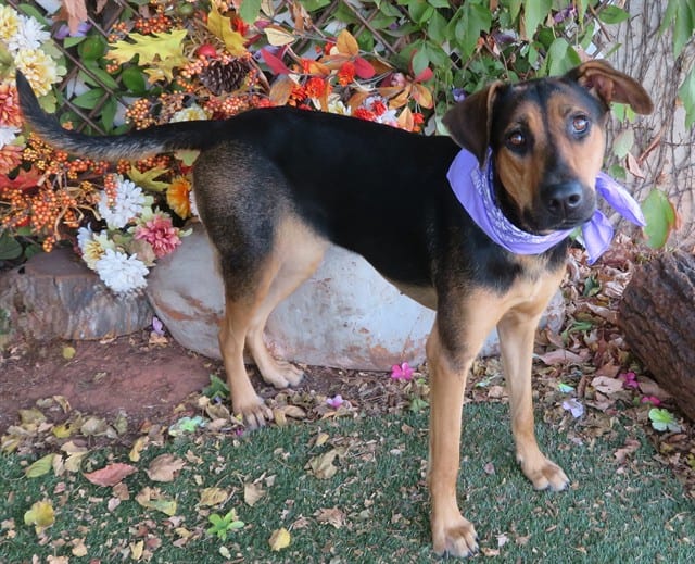 Photo of Lexy, adoptable Hound and German Shepherd Dog in Oklahoma City, Oklahoma