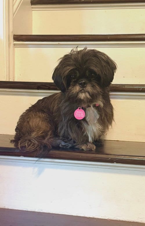 Photo of Simone, adoptable Shih Tzu in St. Louis Park, Minnesota