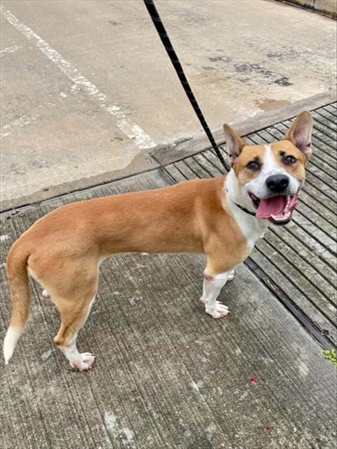 Photo of Dr Doofenshmirtz, adoptable American Pit Bull Terrier in Pasadena, Texas