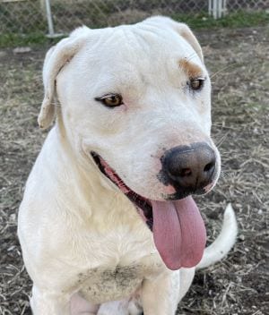 Photo of Casper, adoptable Pit Bull Terrier in Savannah, Missouri