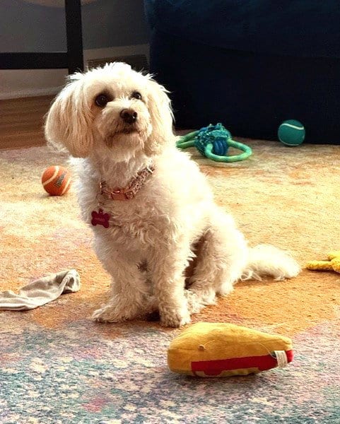 Photo of Bonnie, adoptable Maltese in Westmont, Illinois