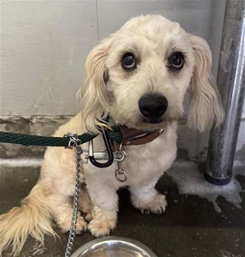 Photo of A888361, adoptable Poodle (Miniature) in Camarillo, California