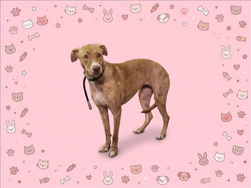 Photo of Honey, adoptable American Staffordshire Terrier in Los Angeles, California