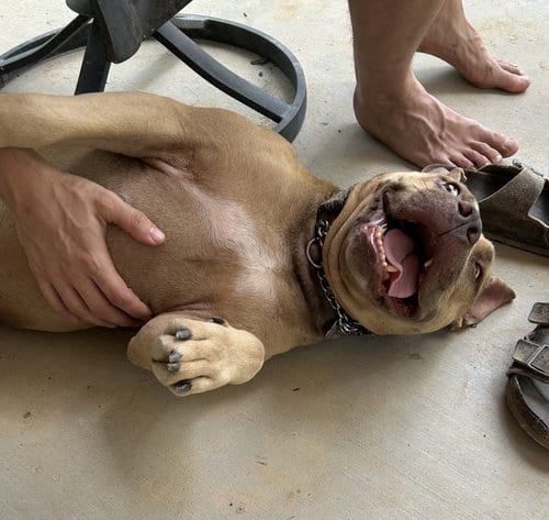 Photo of Bubbalane, adoptable Terrier in St. Louis, Missouri