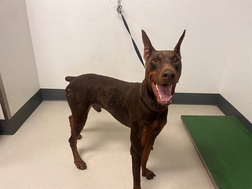 Photo of A165660, adoptable Doberman Pinscher in Corona, California