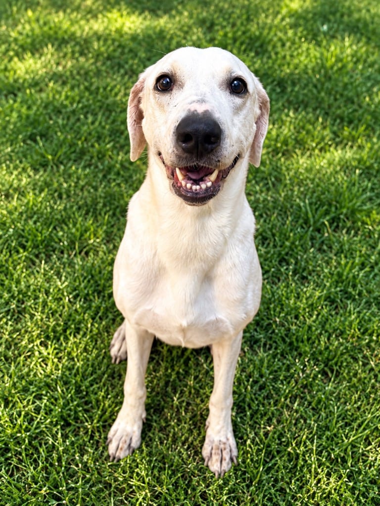 Photo of Sunny (Sunshine), adoptable Mixed Breed in Ocala, Florida