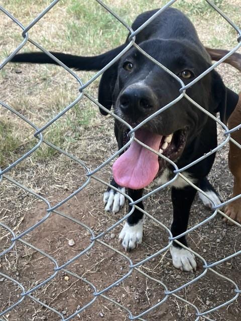 Photo of Kevin, adoptable Labrador Retriever in Dallas, Texas