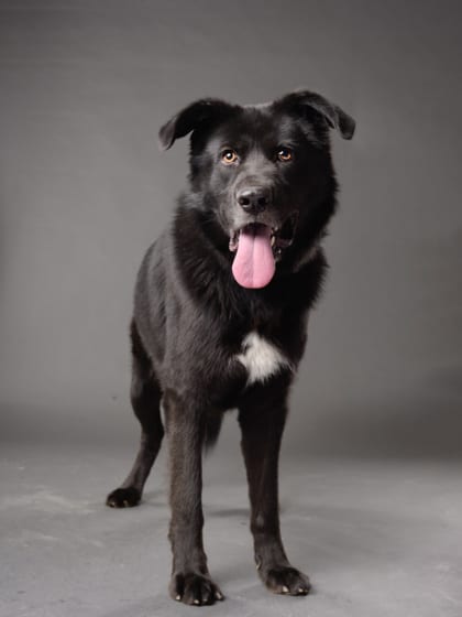 Photo of Richard, adoptable dog in Atlanta, Georgia