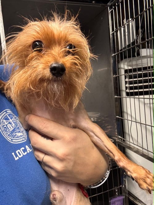 Photo of Edgar, adoptable Yorkshire Terrier Yorkie in North Babylon, New York