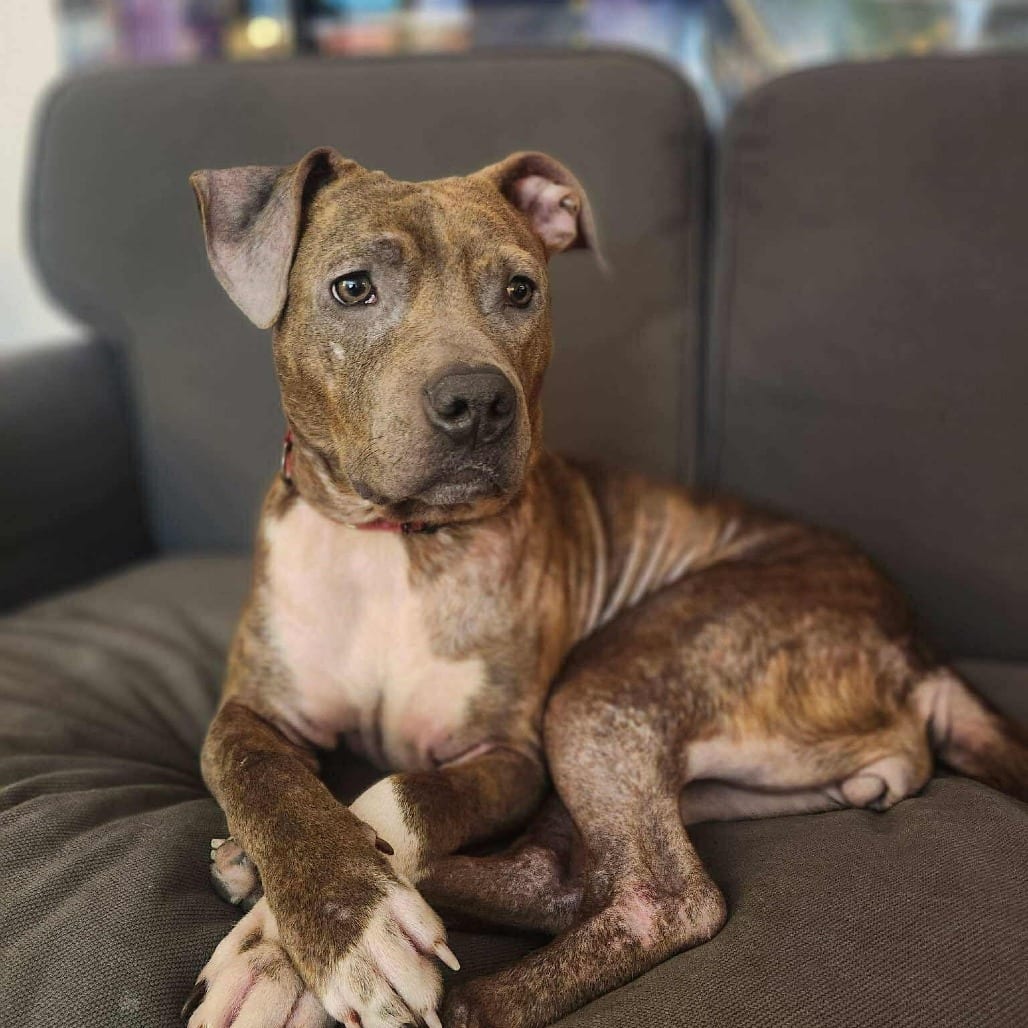 Photo of Muse, adoptable Hound / Mixed Breed (Medium) in Whitestone, New York