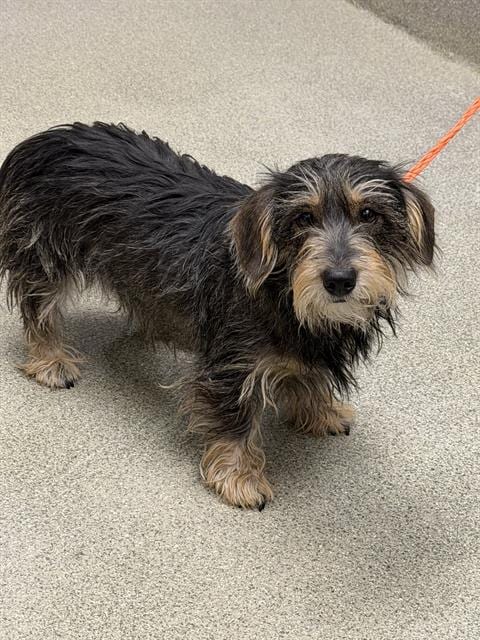Photo of Pebbles, adoptable Yorkshire Terrier Yorkie in Las Vegas, Nevada