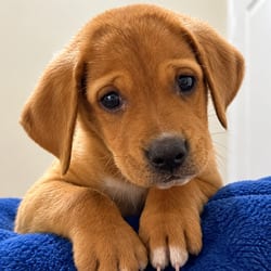 Photo of Dante SM, adoptable Labrador Retriever Hound (Unknown Type) in Richfield, Minnesota