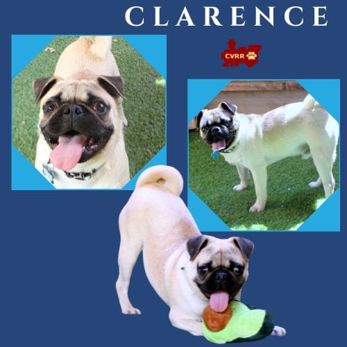 Photo of Clarence (Ritzy), adoptable Pug in Lindsay, California