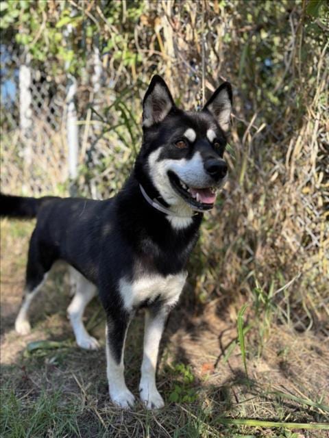 Photo of Foxtrot, adoptable Siberian Husky in Houston, Texas