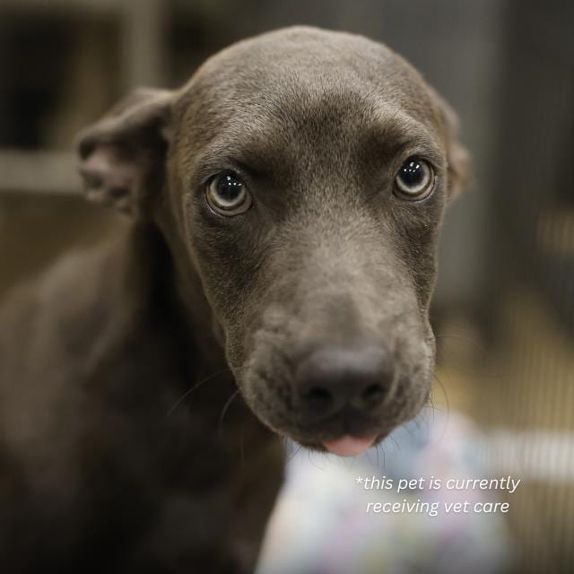 Photo of Storm, adoptable dog in San Antonio, Texas