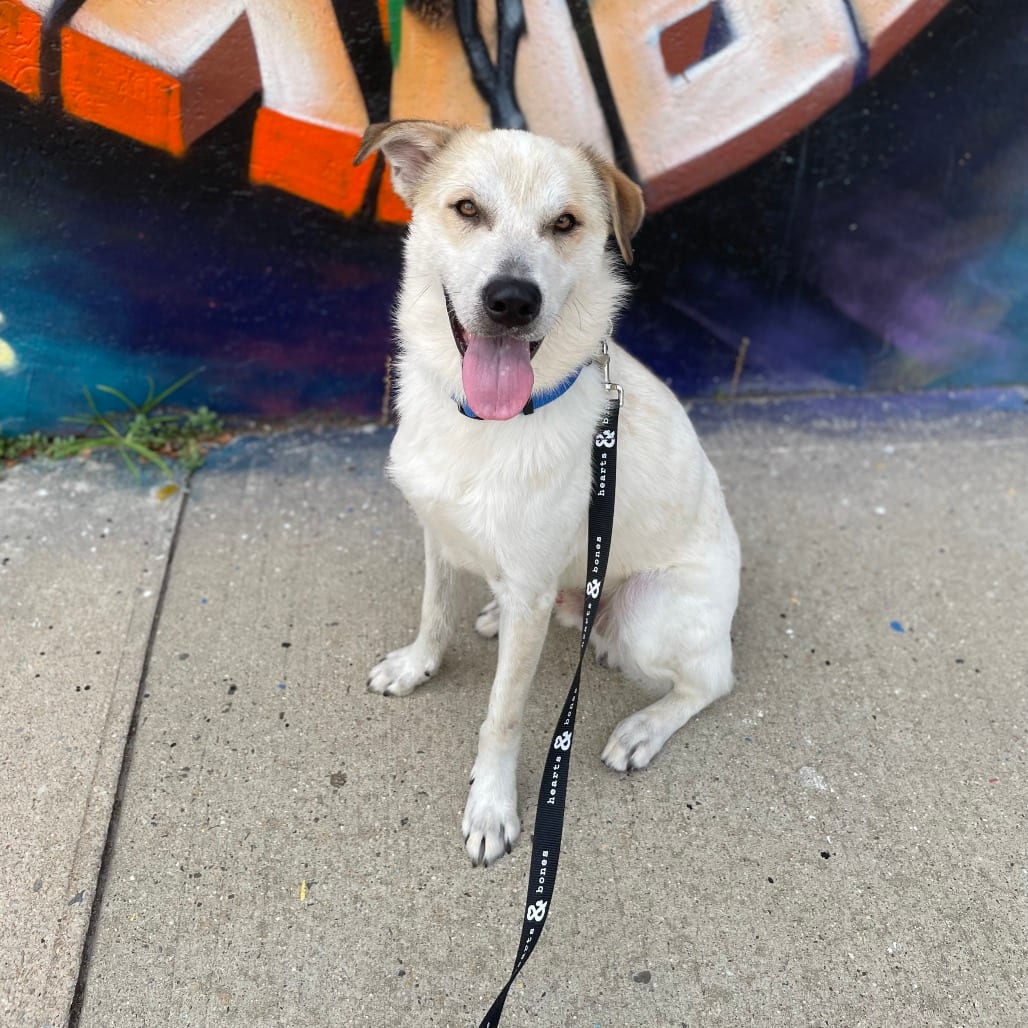 Photo of Aladdin, adoptable Shepherd / Mixed Breed (Medium)