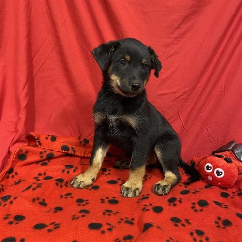 Photo of A614705, adoptable Australian Cattle Dog/Blue Heeler in Modesto, California
