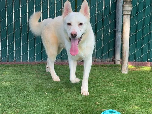 Photo of Luke, adoptable Siberian Husky in San Bernardino, California
