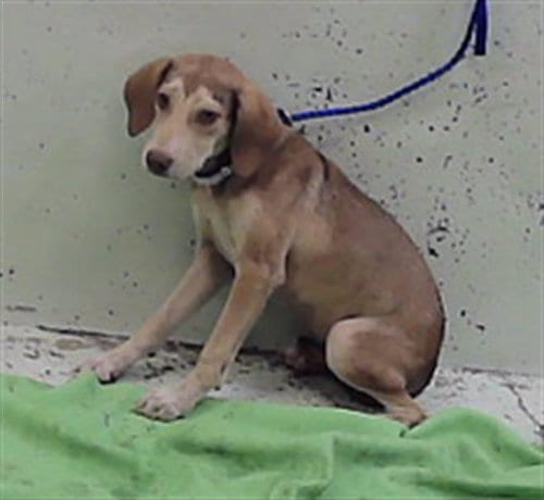 Photo of Dino, adoptable German Shepherd Dog in Houston, Texas