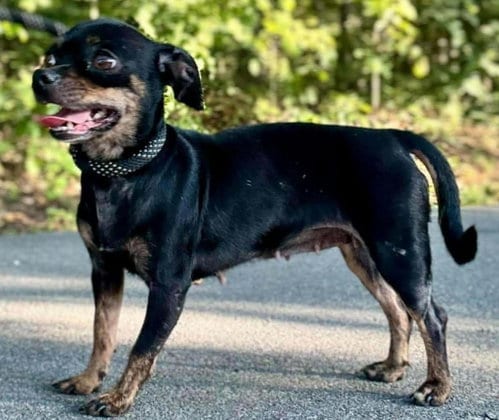 Photo of Goldie, adoptable Chihuahua in Waverly, Tennessee