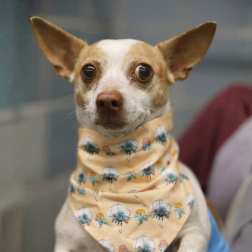 Photo of Lupe, adoptable Chihuahua in San Antonio, Texas