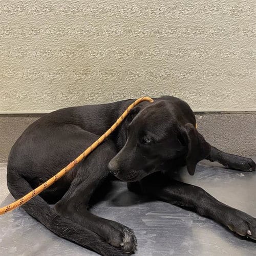 Photo of A614859, adoptable Labrador Retriever in Modesto, California