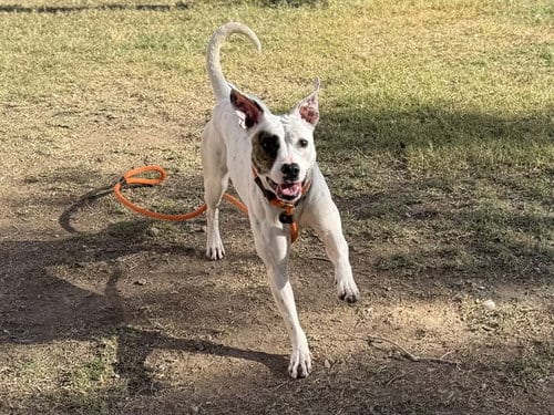 Photo of Paisley, adoptable American Pit Bull Terrier in Phoenix, Arizona