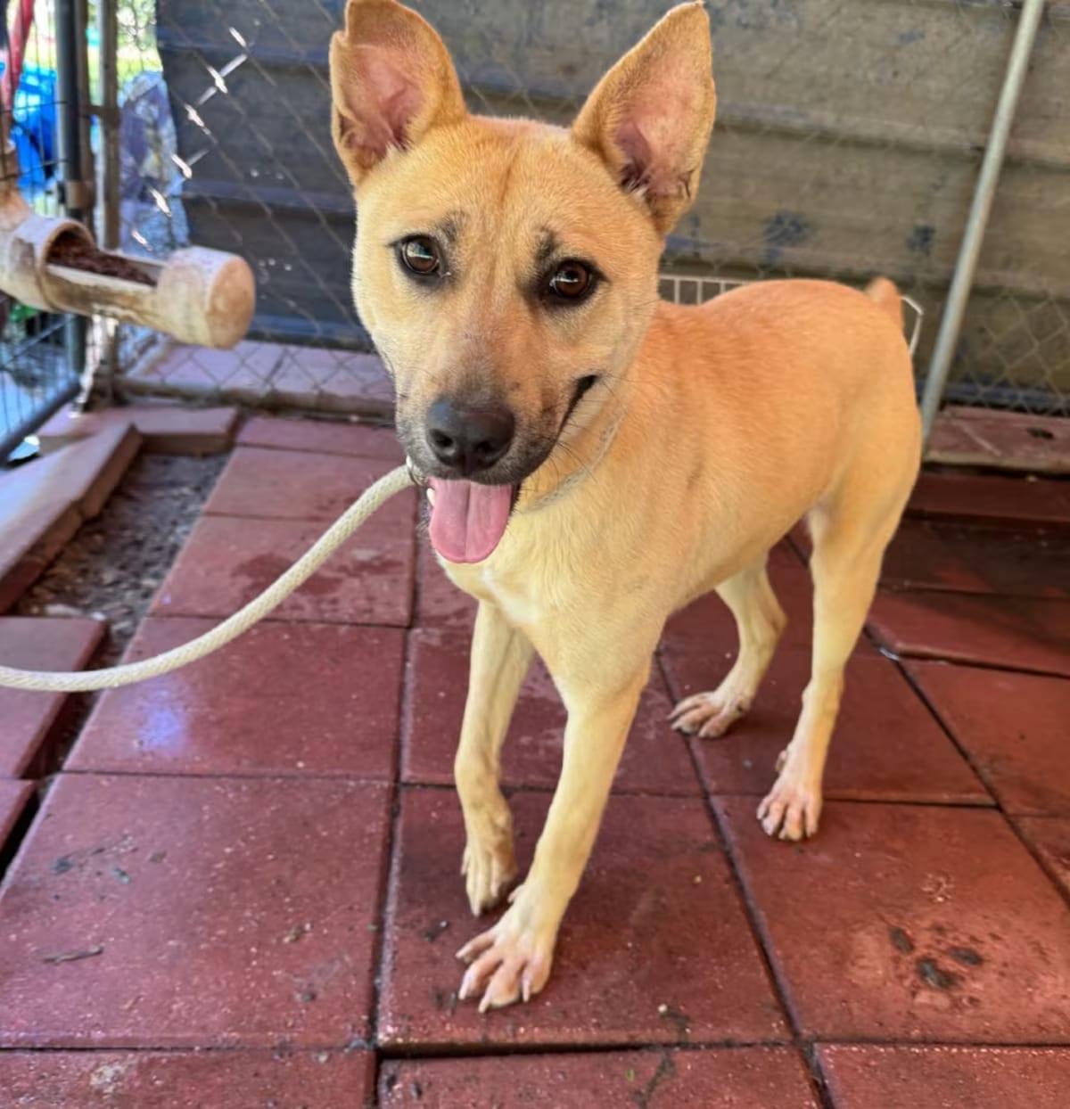 Photo of Maggie, adoptable Shepherd (Unknown Type)/Mixed Breed (Medium) in QUINCY, Florida