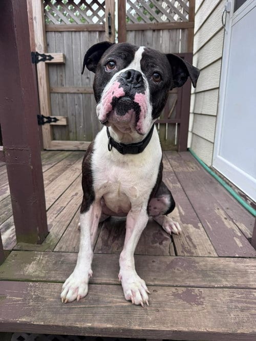 Photo of Drago - FOSTER OR ADOPT ME, adoptable Boxer in Burnsville, Minnesota