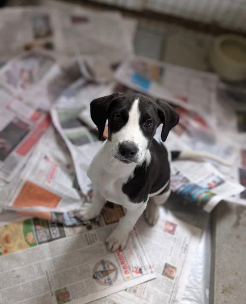 Photo of Eddie (NY-Danielle), adoptable Labrador Retriever in SHERBURNE, New York
