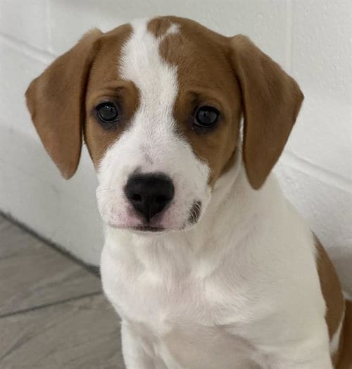 Photo of Hank, adoptable Beagle in Canfield, Ohio