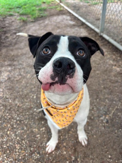 Photo of Pippy, adoptable Unknown breed in Monticello, New Jersey