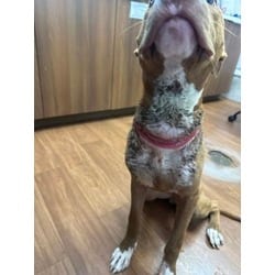 Photo of Marquis, adoptable American Pit Bull Terrier in Baton Rouge, Louisiana