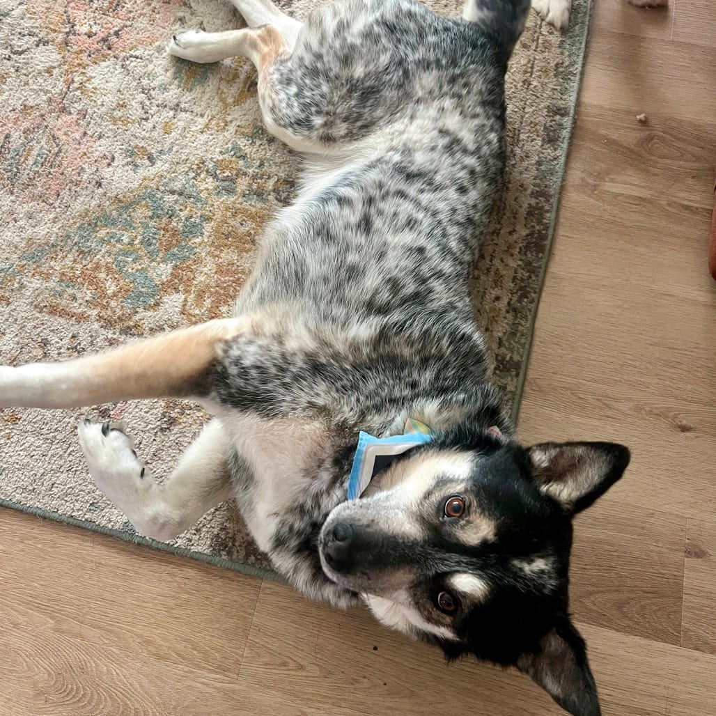 Photo of Puck, adoptable American Blue Heeler / Mixed Breed (Large) in Buffalo, Minnesota