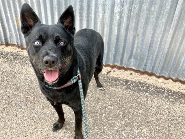 Photo of Athena, adoptable Australian Cattle Dog mix in Albuquerque, New Mexico
