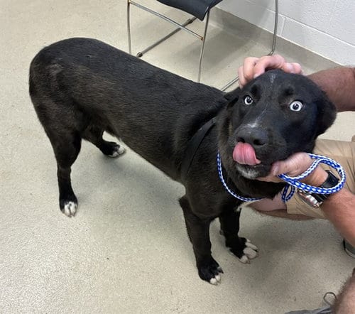 Photo of Chauncey, adoptable Husky in Haw River, North Carolina
