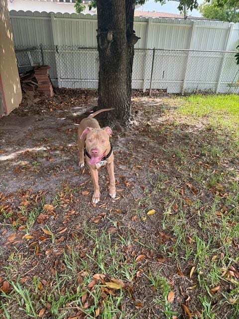 Photo of Gordo, adoptable American Bulldog in Miami, Florida