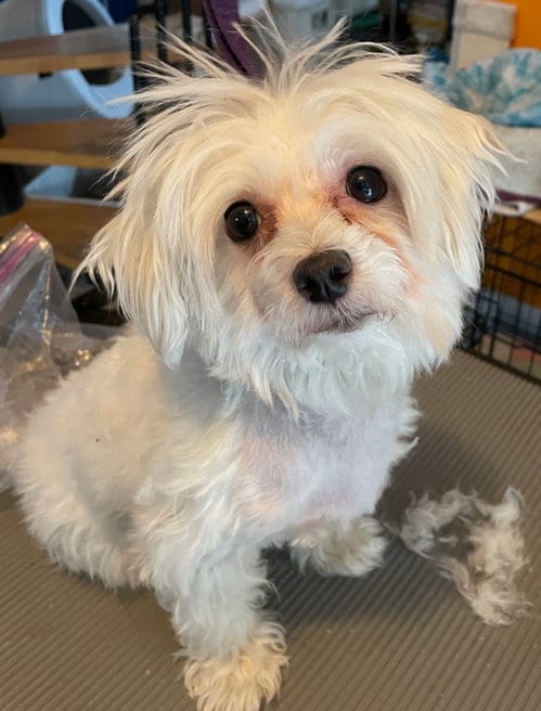Photo of Angel, adoptable Maltese in Wauconda, Illinois