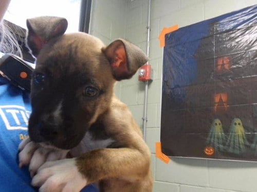 Photo of King, adoptable Pit Bull Terrier in Tulsa, Oklahoma