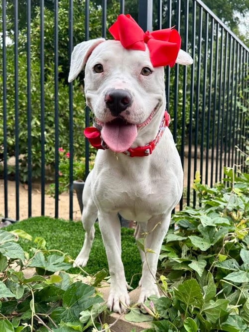 Photo of Poppy, adoptable American Pit Bull Terrier in Redlands, California