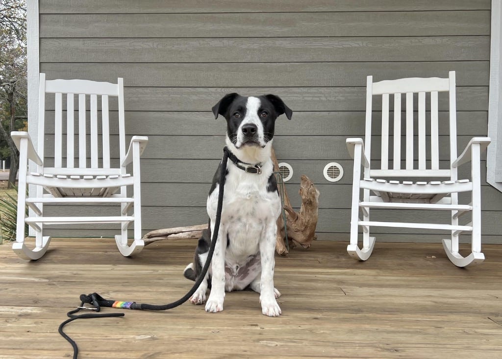 Photo of Theodore, adoptable Border Collie in Texas