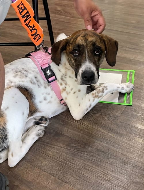 Photo of Patches, adoptable Catahoula Leopard Dog in Gun Barrel City, Texas