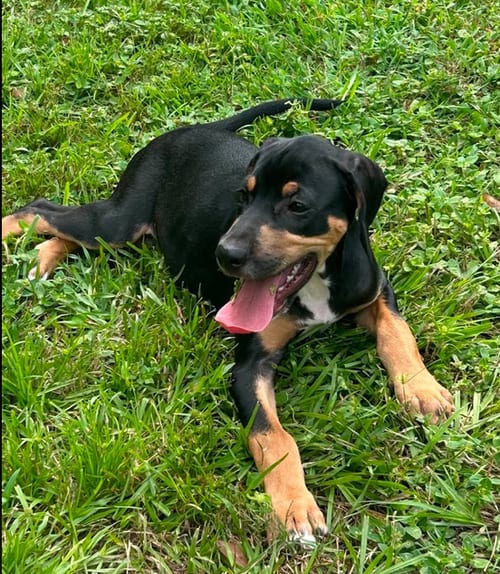Photo of Howard - Puppy of Pennie, adoptable Irish Setter in Osteen, Florida