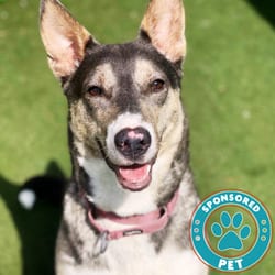 Photo of Rhea, adoptable Shepherd (Unknown Type) Mixed Breed (Medium) in Lakeland, Florida